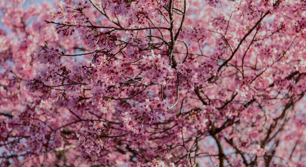 Kirsebærtræ i blomst.